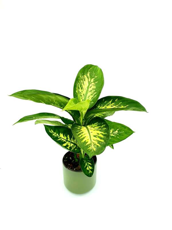 DIEFFENBACHIA TROPIC 