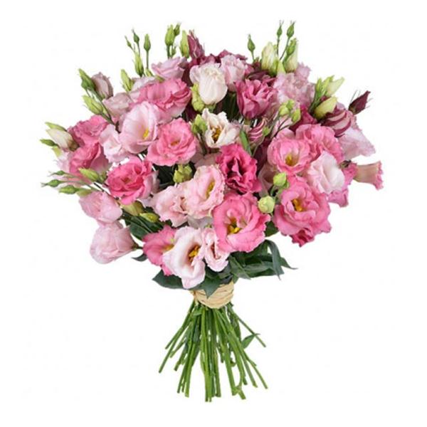 Bella in rosa